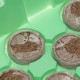 Мини-парник с крышкой, с торфяными таблетками, 240х125х50 мм, 11 ячеек, полистирол (64331)